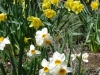 spring-flowers-3