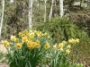 spring-flowers2